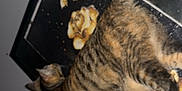 Oakley May joined the competition — help win amazing prizes! cat, tabby, striped_fur, animal, pet, indoor, picture_frame, flower_art, wall, feline, climbing, stretching, blurry, tilted, decor, house, furniture, domestic_animal, whiskers, ears