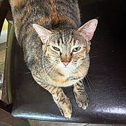 Oakley May joined the competition — help win amazing prizes! cat, tabby_cat, pet, animal, indoor, chair, leather, floor, wooden_floor, yellow_wall, fur, whiskers, relaxed, looking_up, domestic_cat, four_legs, ears, green_eyes, sitting, feline