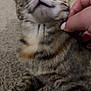 Oakley May joined the competition — help win amazing prizes! cat, tabby, pet, animal, feline, carpet, hand, scratch, chin, close_up, indoor, domestic, whiskers, fur, content, blur, nail_paint, relaxation, mammal, cute