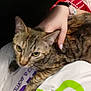 Oakley May joined the competition — help win amazing prizes! cat, tabby_cat, pet, hand, green_eyes, close_up, indoor, white_surface, text_on_surface, purple_text, green_text, animal, feline, domestic_cat, resting, human_hand, cozy, affection, dark_background, focus