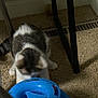 cat, toy, carpet, indoor, pet, curious, blue, play, floor, furniture, legs, shadow, domestic, animal, whiskers, ears, paws, striped, white, brown