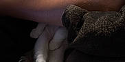 Dusty Butt joined the competition — help win amazing prizes! cat, sleeping, arm, blanket, cozy, resting, indoor, pet, feline, fur, paws, comfort, soft, relaxed, human, couch, domestic_animal, closeup, animal, nap
