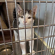 Dusty Butt is registered to the contest to win money with this photo: cat, cage, metal_bars, water_bowl, pet, animal, indoor, white, tabby, curious, eyes, face, fur, whiskers, ears, floor, clean, steel, vertical_bars, looking