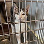 cat, cage, metal_bars, water_bowl, pet, animal, indoor, white, tabby, curious, eyes, face, fur, whiskers, ears, floor, clean, steel, vertical_bars, looking