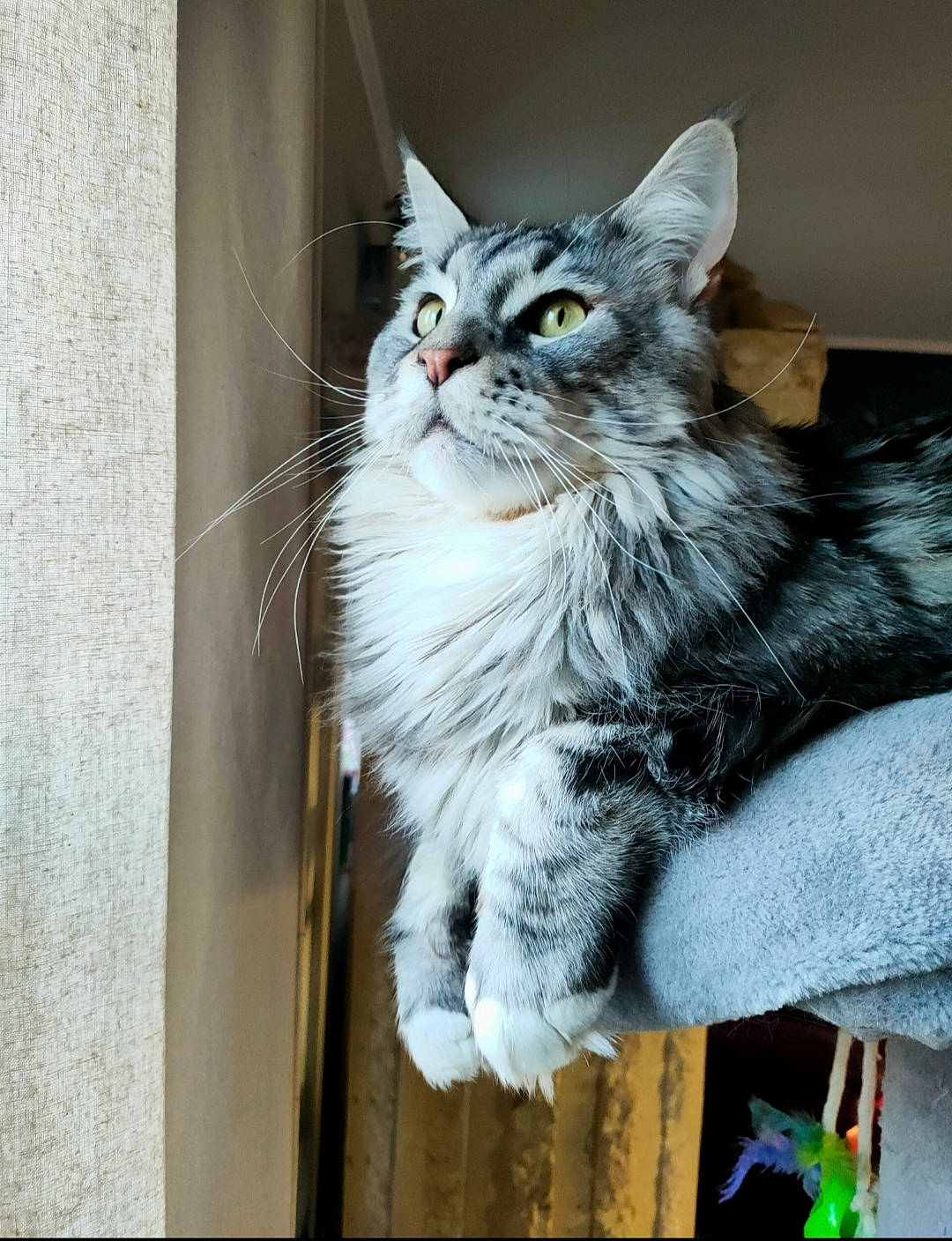 Joe a rejoint le concours — aidez-le/la à gagner de superbes lots ! box, carnivore, cat, claw, domestic_short_haired_cat, door, drawer, felidae, fur, paw, sitting, small_to_medium_sized_cats, snout, tail, whiskers, window