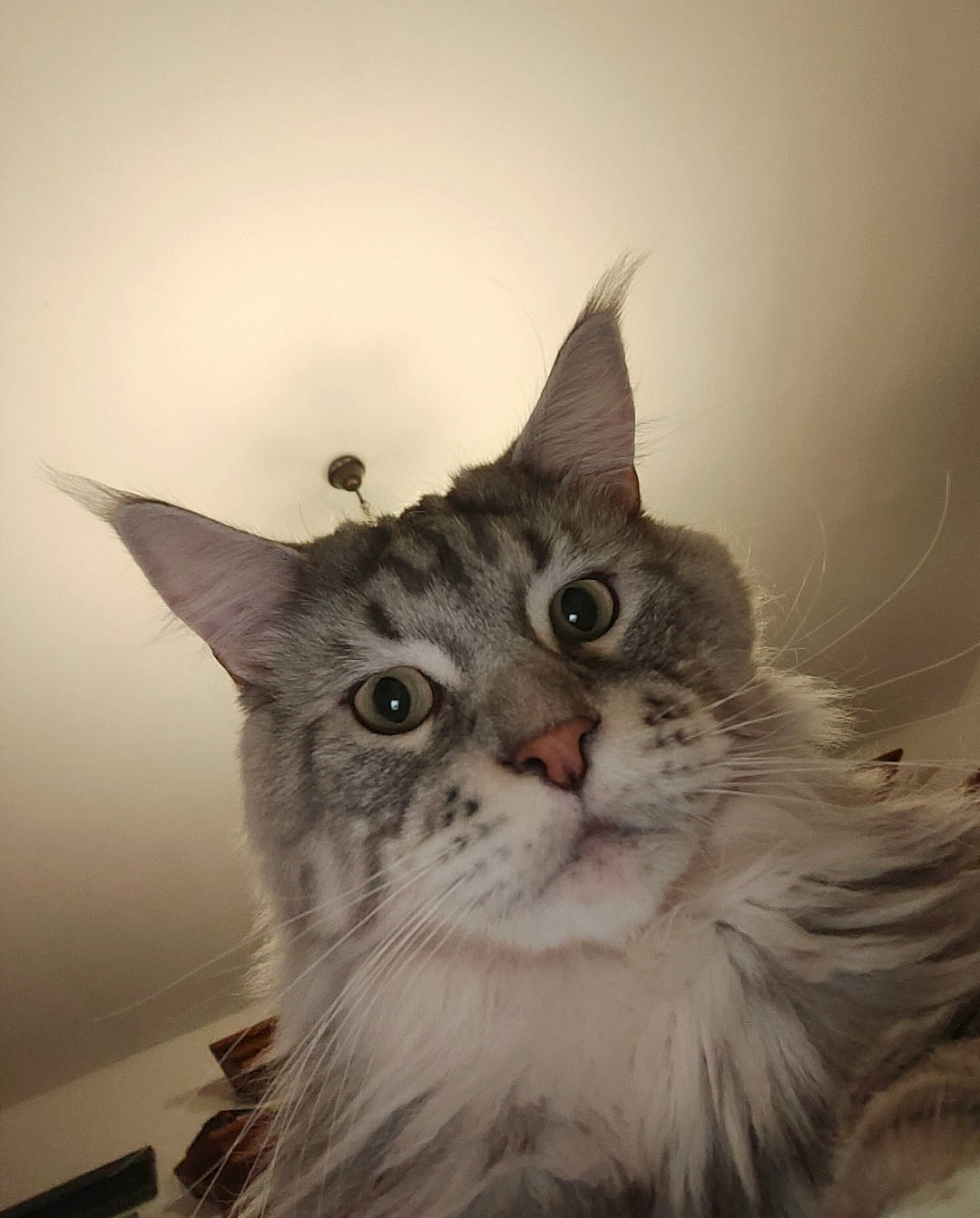 Joe participe au concours pour gagner de l'argent avec cette photo : art, carnivore, cat, domestic_short_haired_cat, eye, felidae, fur, head, illustration, iris, paw, small_to_medium_sized_cats, snout, surprised, whiskers, window