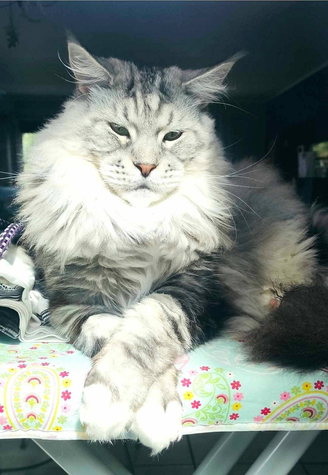 Joe a rejoint le concours — aidez-le/la à gagner de superbes lots ! box, british_longhair, carnivore, cat, claw, comfort, domestic_short_haired_cat, event, felidae, fur, lap, maine_coon, paw, ragdoll, small_to_medium_sized_cats, snout, tail, terrestrial_animal, whiskers