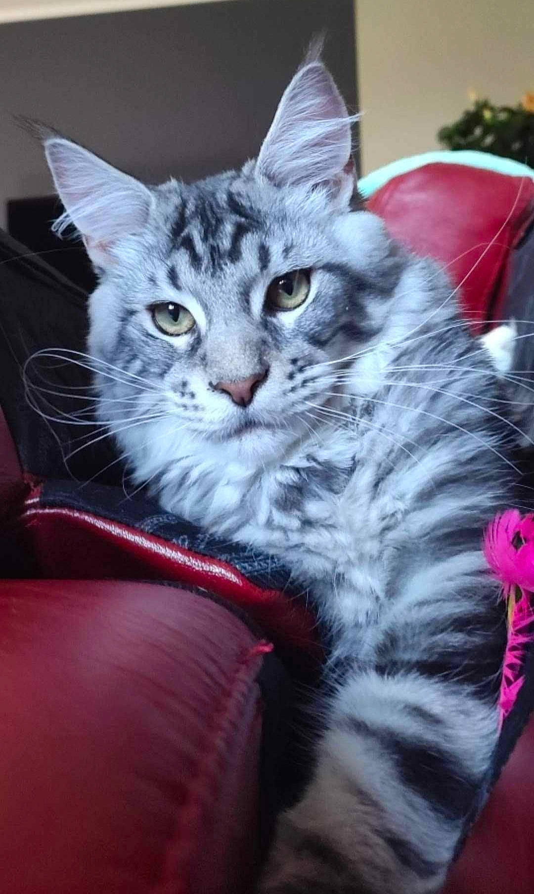 Joe a rejoint le concours — aidez-le/la à gagner de superbes lots ! carnivore, cat, claw, comfort, domestic_short_haired_cat, felidae, fur, magenta, paw, photo_caption, sitting, small_to_medium_sized_cats, snout, tail, whiskers, window