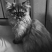 Arielle participe au concours pour gagner de l'argent avec cette photo : animal, black_and_white, cat, closeup, domestic_animal, ears, feline, fluffy, fur, indoor, looking, monochrome, persian_cat, pet, portrait, sitting, soft_surface, texture, wall, whiskers