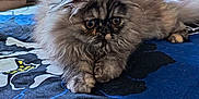 Arielle participe au concours pour gagner de l'argent avec cette photo : kitten, cat, fluffy, pet, bedspread, blue, black, indoor, cute, animal, feline, small, young, fur, paws, resting, wide_eyes, home, cozy, pattern