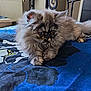 kitten, cat, fluffy, pet, bedspread, blue, black, indoor, cute, animal, feline, small, young, fur, paws, resting, wide_eyes, home, cozy, pattern