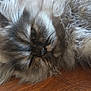 cat, fluffy, close_up, relaxed, lying_down, whiskers, fur, pet, animal, wooden_surface, indoor, sleepy, cute, mammal, face, eye, soft, cozy, domestic_animal, resting