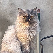 Arielle a rejoint le concours — aidez-le/la à gagner de superbes lots ! animal, cat, cute, domestic_cat, feline, fluffy, fur, furry, golden_eyes, gray, grumpy, indoor, judging, long_hair, metal_handle, neutral_background, pet, pole, portrait, sitting