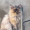 animal, cat, cute, domestic_cat, feline, fluffy, fur, furry, golden_eyes, gray, grumpy, indoor, judging, long_hair, metal_handle, neutral_background, pet, pole, portrait, sitting