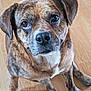 animal, brindle, canine, close_up, companion, cute, dog, domestic, ears, eyes, friendly, fur, indoor, looking_up, mammal, nose, paw, pet, sitting, wooden_floor