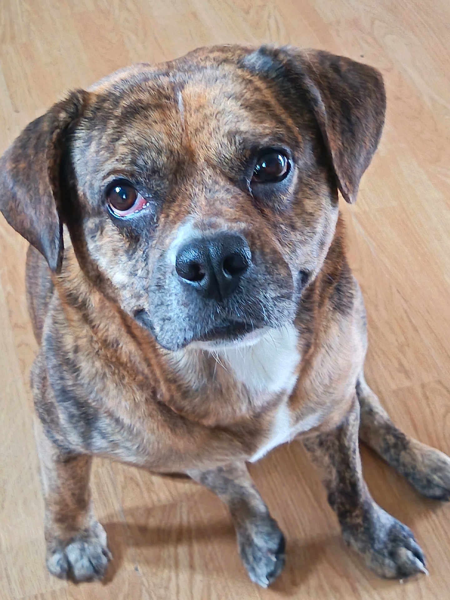 Gosty participe au concours pour gagner de l'argent avec cette photo : animal, brindle, canine, close_up, companion, cute, dog, domestic, ears, eyes, friendly, fur, indoor, looking_up, mammal, nose, paw, pet, sitting, wooden_floor