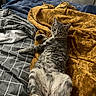 Atlas Alduin is registered to the contest to win money with this photo: cat, tabby_cat, bed, blanket, furniture, indoor, resting, relaxed, pet, animal, cozy, soft, fur, striped, sheet, comfort, domestic, cute, lying_down, looking