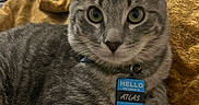 Atlas Alduin joined the competition — help win amazing prizes! cat, tabby, pet, animal, gray, collar, name_tag, indoor, blanket, feline, cute, closeup, whiskers, ears, paw, relaxed, domestic_animal, fur, bedroom, curious