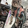 Atlas Alduin joined the competition — help win amazing prizes! kitten, tabby_cat, cat, pet, leash, person, hand, indoor, store, shelf, product, animal, feline, curious, closeup, gray_cat, striped, holding, patterned_clothing, floor