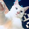 Castiel is registered to the contest to win money with this photo: cat, white_cat, blue_eyes, pet, indoor, fur, whiskers, paw, closeup, curious, animal, cute, carpet, pattern, portrait, looking_at_camera, domestic_cat, feline, playful, house_pet