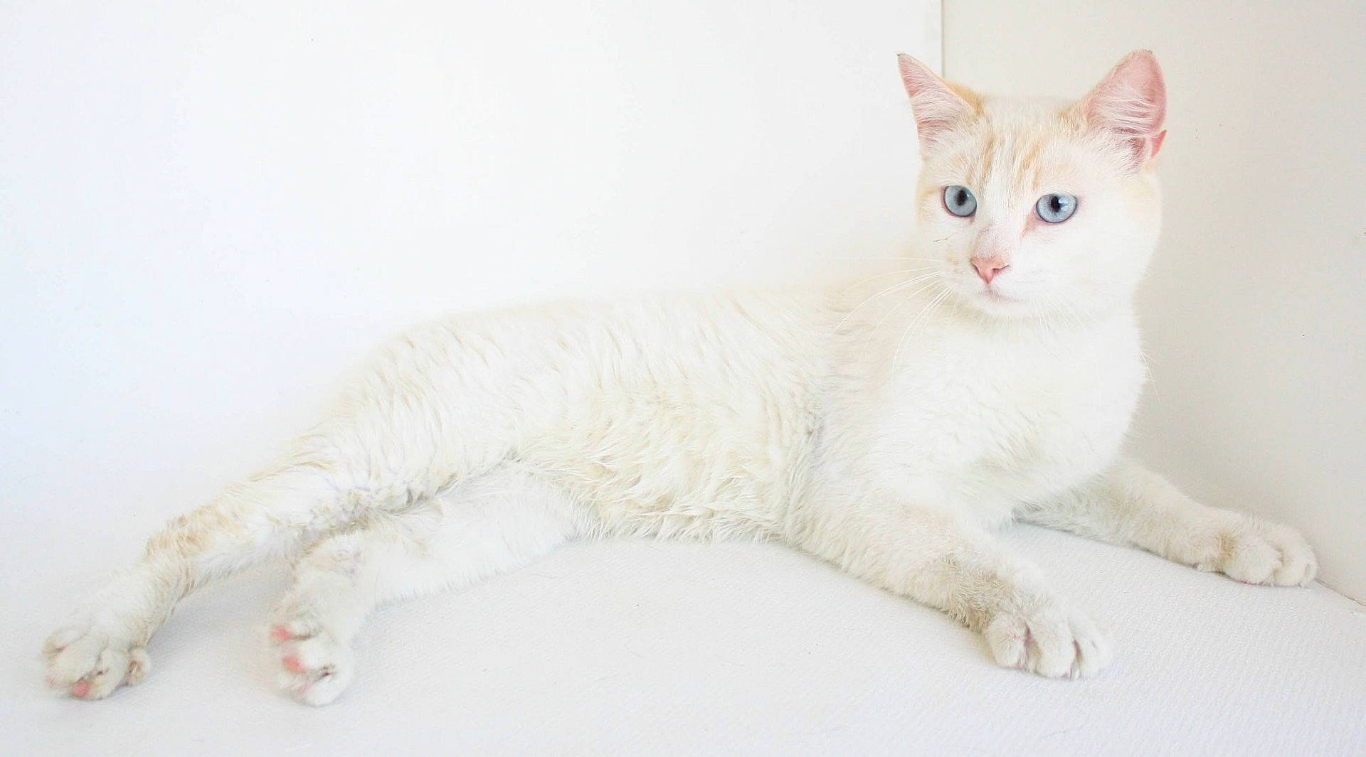 Castiel