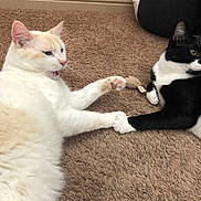 Castiel is registered to the contest to win money with this photo: cat, cats, carpet, toy_mouse, indoor, paw_touch, feline, black_and_white_cat, cream_cat, pet, animal, lying_down, playful, closeup, floor, domestic, whiskers, ears, cute, companionship