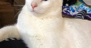 Castiel is registered to the contest to win money with this photo: white_cat, blue_eyes, cat, pet, indoor, living_room, furniture, blanket, couch, relaxed, animal, domestic_cat, close_up, resting, cozy, household, portrait, feline, comfort, domestic