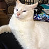 white_cat, blue_eyes, cat, pet, indoor, living_room, furniture, blanket, couch, relaxed, animal, domestic_cat, close_up, resting, cozy, household, portrait, feline, comfort, domestic