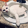 Castiel is registered to the contest to win money with this photo: cat, white_cat, blue_eyes, sink, bathroom, countertop, paw, relaxed, pet, domestic_animal, feline, indoor, curious, orange_towel, close_up, household, animal, resting, clean, cute