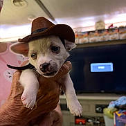 Ollie joined the competition — help win amazing prizes! puppy, dog, cowboy_hat, hand, indoor, living_room, television, person, wrinkled_hand, pet, cute, small_dog, animal, face, holding, confused, hat, domestic, close_up, fur