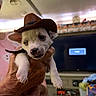 puppy, dog, cowboy_hat, hand, indoor, living_room, television, person, wrinkled_hand, pet, cute, small_dog, animal, face, holding, confused, hat, domestic, close_up, fur