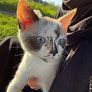 Poupou a rejoint le concours — aidez-le/la à gagner de superbes lots ! kitten, cat, blue_eyes, flower, ear, white_fur, black_markings, outdoor, sunlight, grass, person, holding, portrait, cute, pet, animal, nature, daylight, close_up, adorable