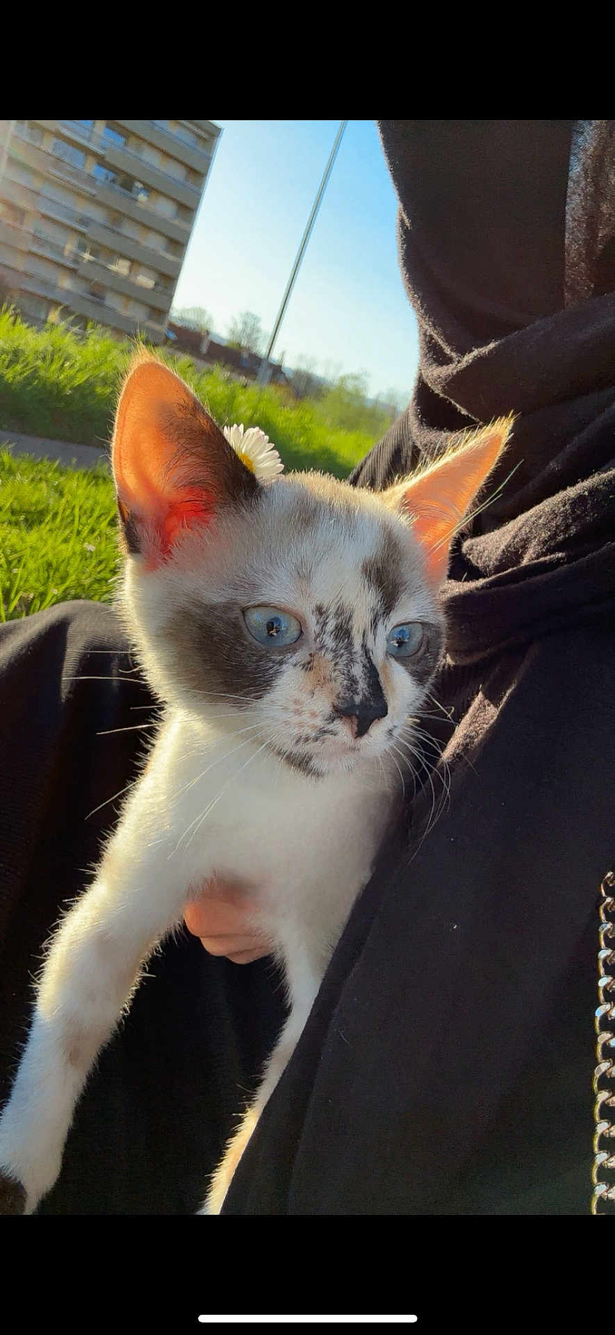 Poupou