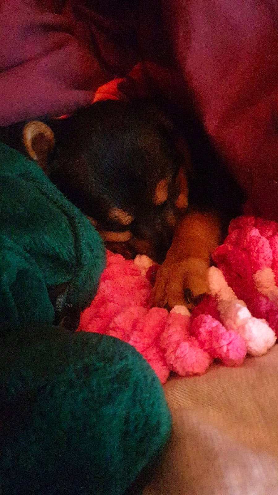 Nala is registered to the contest to win money with this photo: carnivore, cloud, comfort, companion_dog, dog, dog_breed, fawn, fur, magenta, mammal, nail, petal, pink, room, snout, sporting_group, stuffed_toy, tints_and_shades, toy, toy_dog