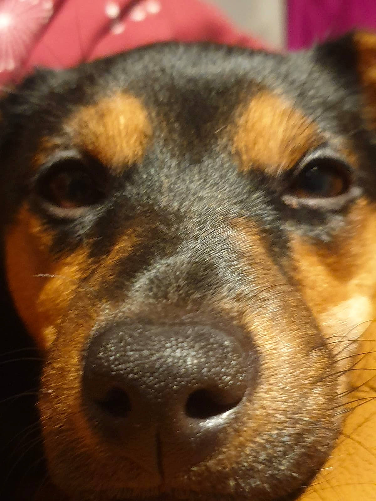 Nala joined the competition — help win amazing prizes! canidae, carnivore, companion_dog, dog, dog_breed, ear, fawn, fur, guard_dog, hunting_dog, paw, puppy, rottweiler, snout, sporting_group, street_dog, terrestrial_animal, whiskers, working_animal, working_dog