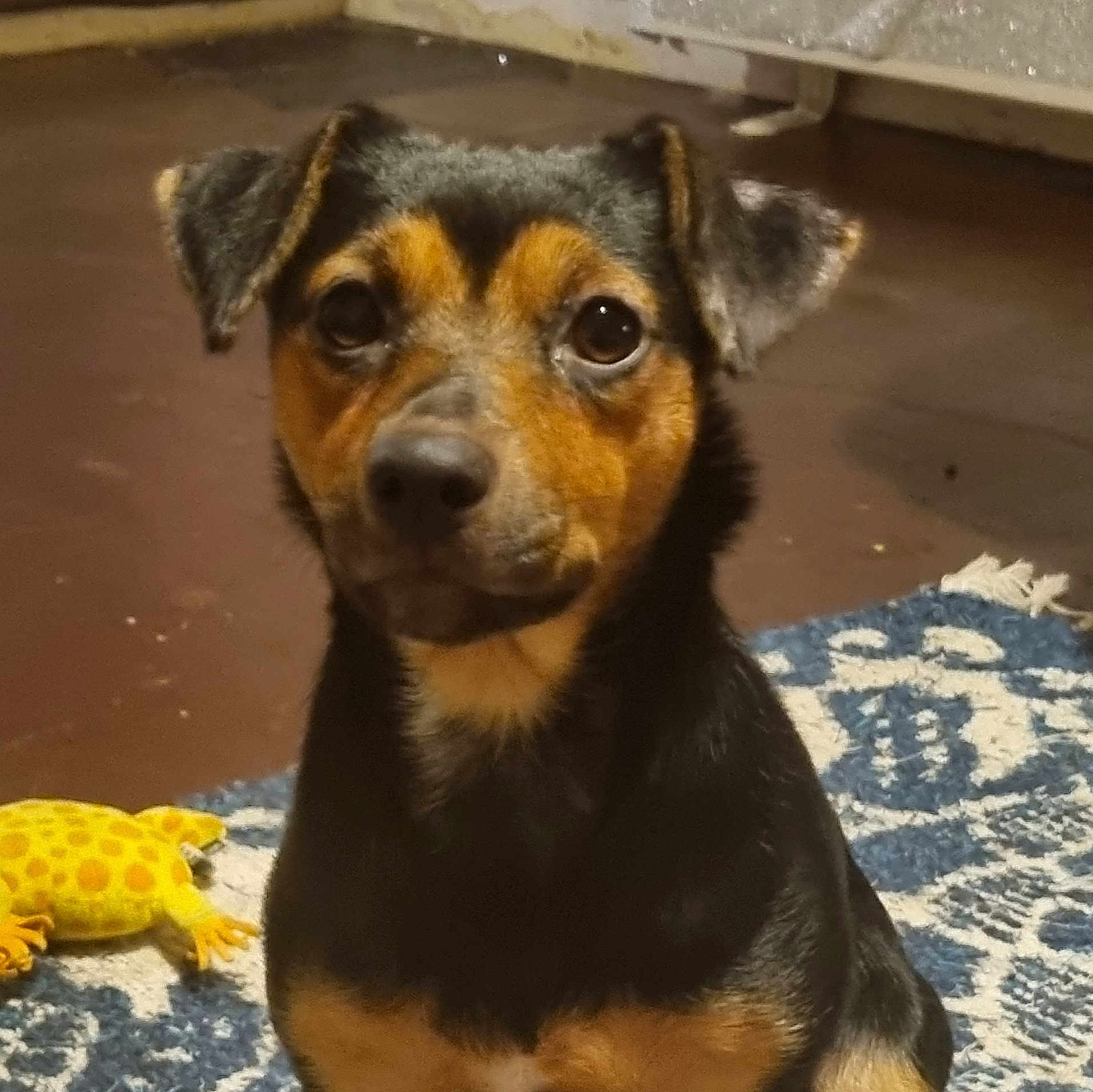 Nala