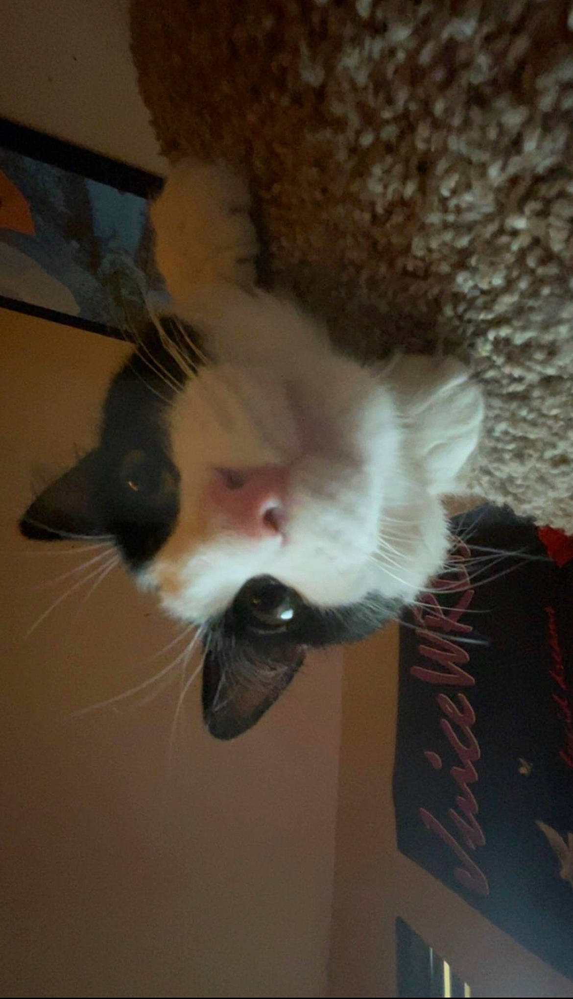 Purge is registered to the contest to win money with this photo: carnivore, cat, dog_breed, domestic_short_haired_cat, ear, felidae, fur, paw, small_to_medium_sized_cats, snout, tail, whiskers, wing