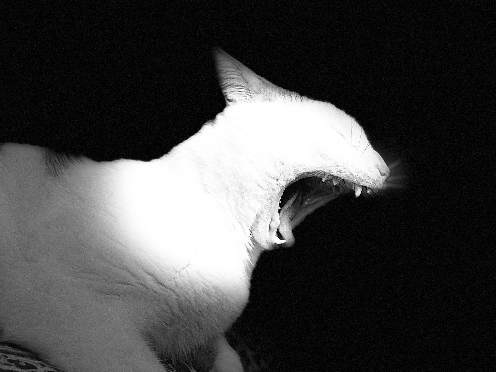 Patapon a rejoint le concours — aidez-le/la à gagner de superbes lots ! beak, canidae, carnivore, cat, claw, darkness, dog_breed, fang, felidae, fur, gesture, monochrome, monochrome_photography, non_sporting_group, paw, small_to_medium_sized_cats, tail, whiskers, wildlife, wing