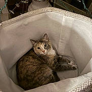 Snickers is registered to the contest to win money with this photo: cat, basket, indoor, pet, animal, fur, vase, flowers, curious, soft, cozy, resting, home, decor, feline, cute, whiskers, ears, paws, relaxed