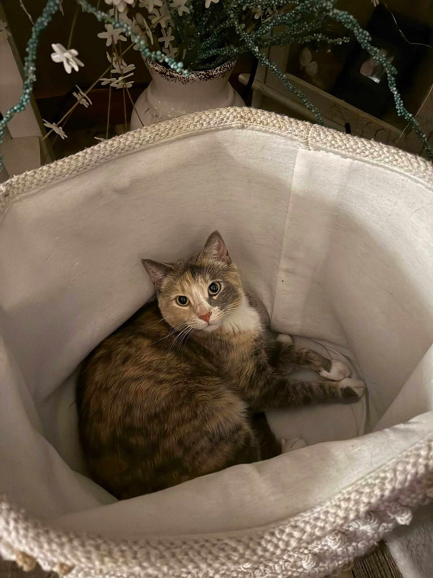 Snickers is registered to the contest to win money with this photo: cat, basket, indoor, pet, animal, fur, vase, flowers, curious, soft, cozy, resting, home, decor, feline, cute, whiskers, ears, paws, relaxed
