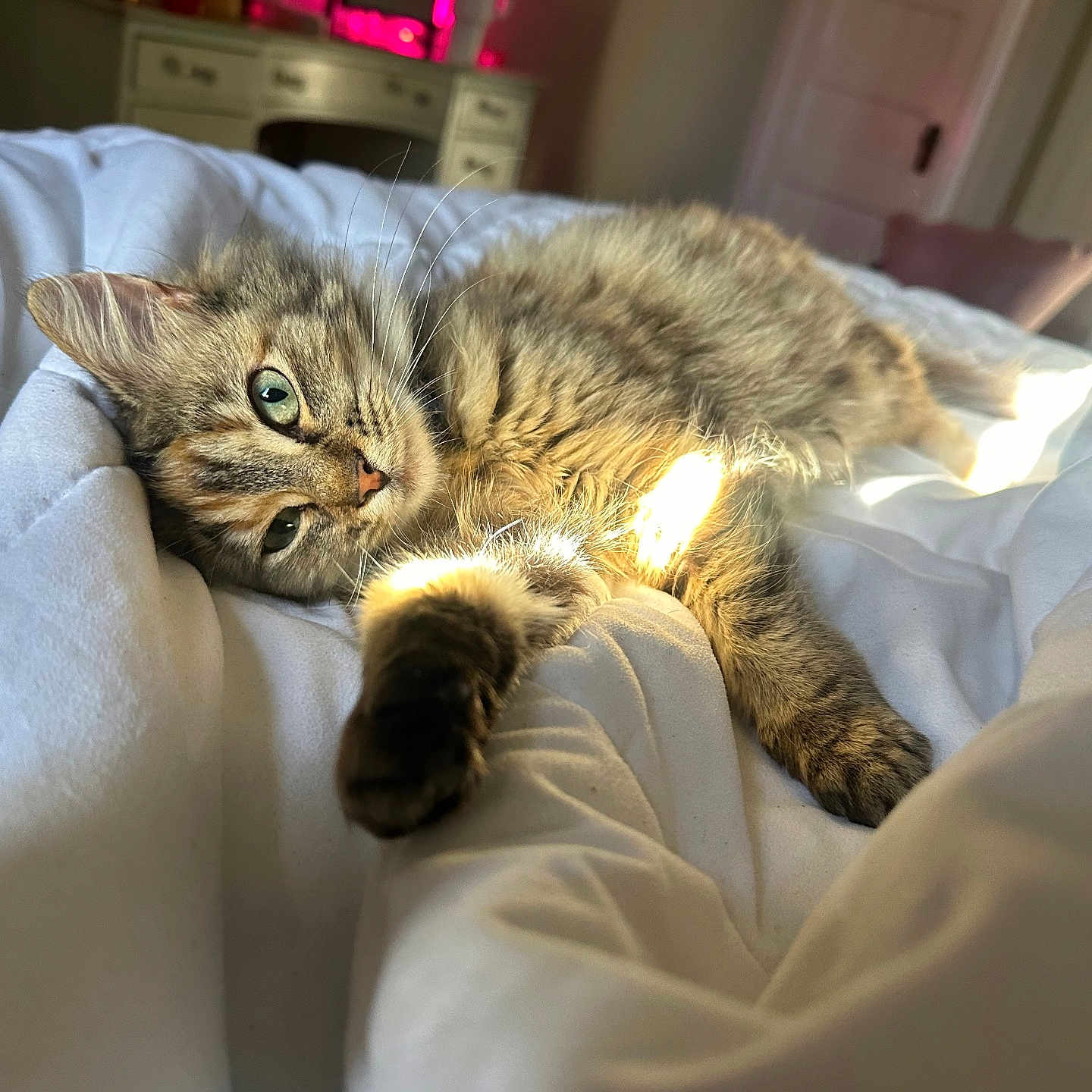 Saturn is registered to the contest to win money with this photo: animal, bed, bedroom, blanket, cat, computerhardware, couch, electronics, furniture, hardware, indoors, kitten, manx, monitor, person, pet, room, screen, sleeping, tv