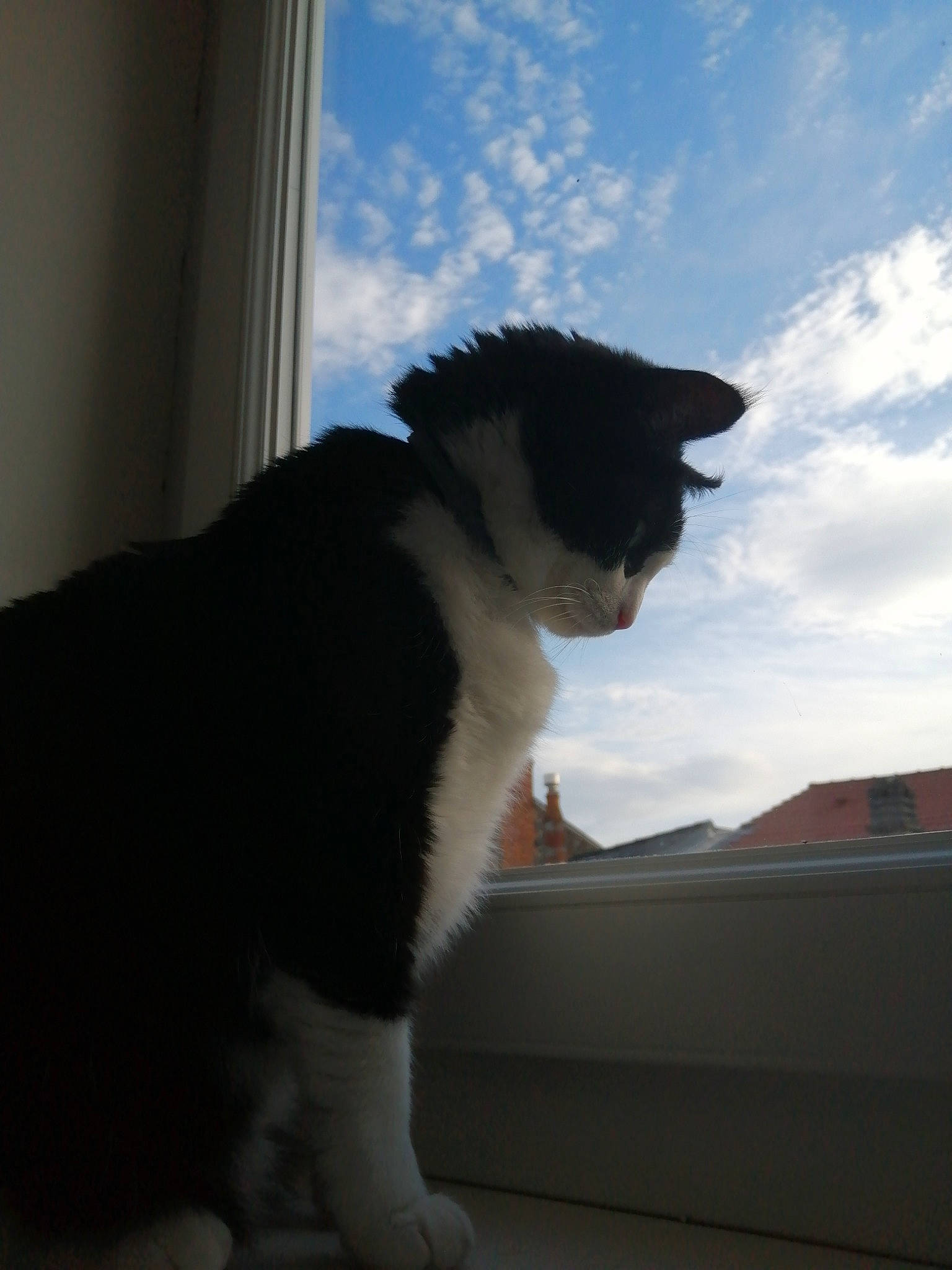 Lotus participe au concours pour gagner de l'argent avec cette photo : carnivore, cat, cloud, daylighting, domestic_short_haired_cat, felidae, fur, glass, paw, roof, shade, shadow, sitting, sky, small_to_medium_sized_cats, snout, tail, tints_and_shades, whiskers, window