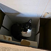 Penelope is registered to the contest to win money with this photo: cat, tuxedo_cat, cardboard_box, pet, indoor, feline, curious, looking_up, black_and_white, whiskers, carpet, animal, domestic, cute, box, sitting, fur, eyes, pet_care, home