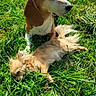 Lexa participe au concours pour gagner de l'argent avec cette photo : dog, grass, outdoor, sunlight, animal, pet, nature, relaxing, small_dog, large_dog, brown, white, fur, canine, laying_down, resting, greenery, summer, companion, peaceful