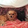 dog, cat, blanket, cozy, indoor, pet, animal, fur, cute, resting, companions, small_dog, black_cat, soft, bed, warm, cute_animals, snuggle, comfort, domestic