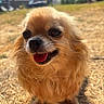 Lexa participe au concours pour gagner de l'argent avec cette photo : dog, golden, fluffy, happy, tongue_out, outdoor, sunlight, grass, pet, canine, closeup, portrait, animal, nature, blurred_background, smiling, fur, friendly, small_dog, warm_light