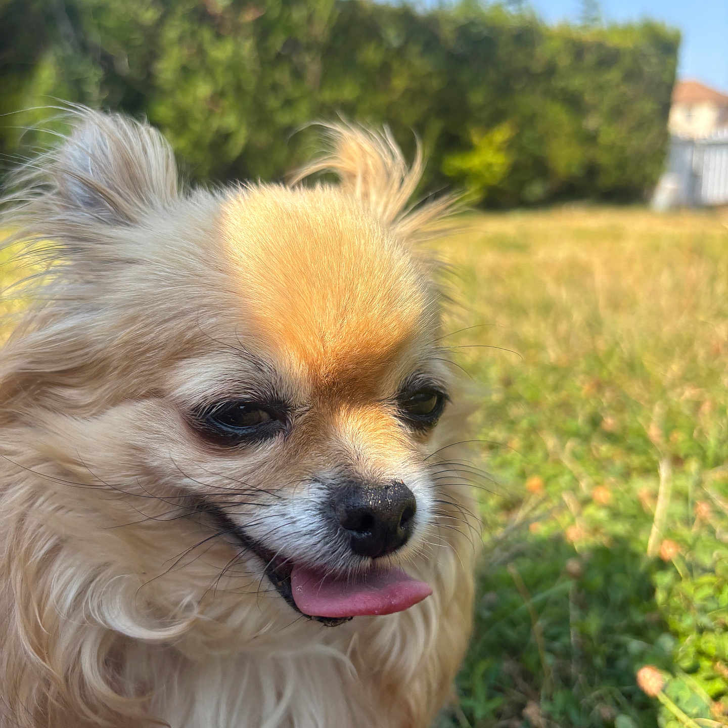 Lexa a rejoint le concours — aidez-le/la à gagner de superbes lots ! dog, chihuahua, tongue_out, fluffy, grass, outdoor, sunlight, greenery, hedge, summer, pet, animal, cute, small_dog, nature, happy, closeup, fur, canine, tongue