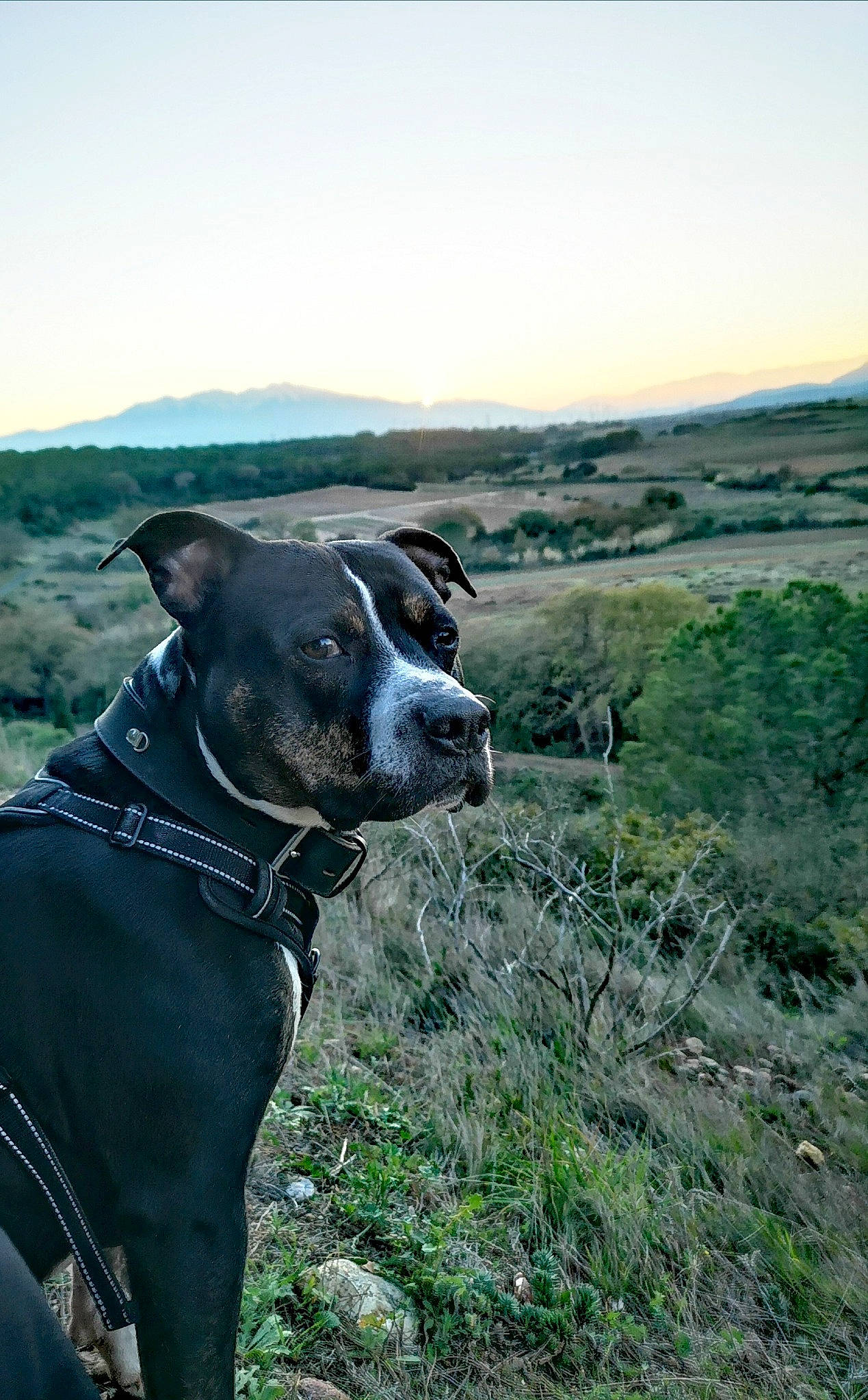 Loco a rejoint le concours — aidez-le/la à gagner de superbes lots ! adventure, canidae, carnivore, collar, companion_dog, dog, dog_breed, dog_collar, fawn, grass, grassland, landscape, personal_protective_equipment, pet_supply, plant, recreation, sky, snout, sporting_group, working_animal