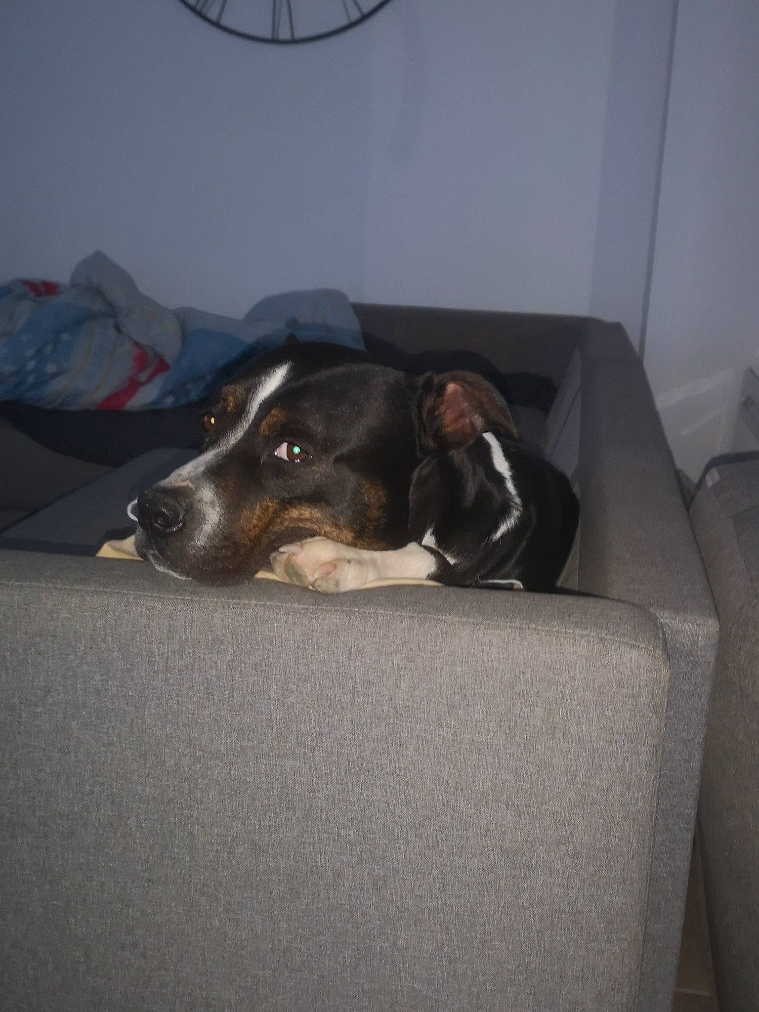 Loco a rejoint le concours — aidez-le/la à gagner de superbes lots ! bored, canidae, carnivore, comfort, companion_dog, dog, dog_breed, flooring, linens, nap, non_sporting_group, room, scent_hound, snout, whiskers, working_animal