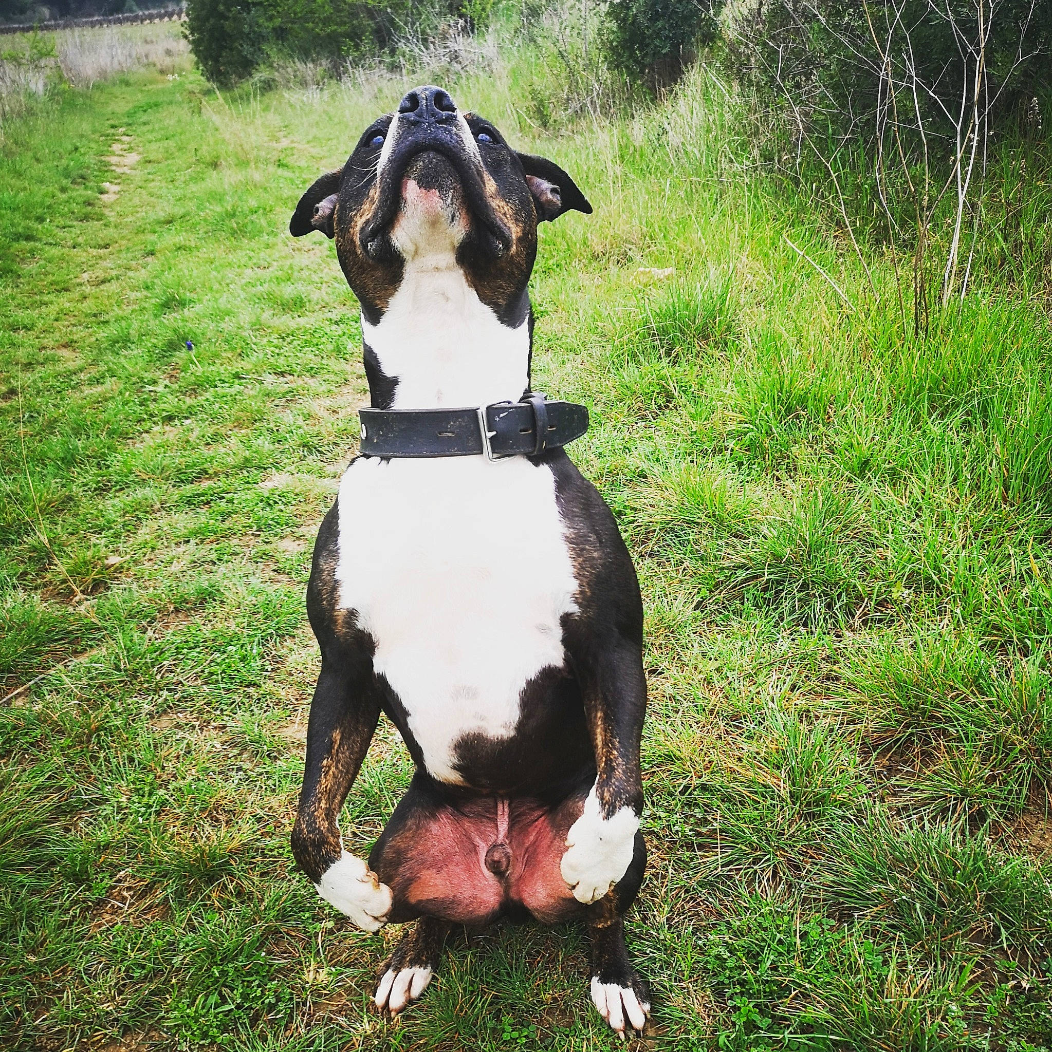 Loco participe au concours pour gagner de l'argent avec cette photo : adventure, canidae, carnivore, collar, companion_dog, dog, dog_breed, dog_collar, dog_supply, dog_walking, fashion_accessory, fawn, grass, leash, pet_supply, plant, snout, sporting_group, tail, working_animal